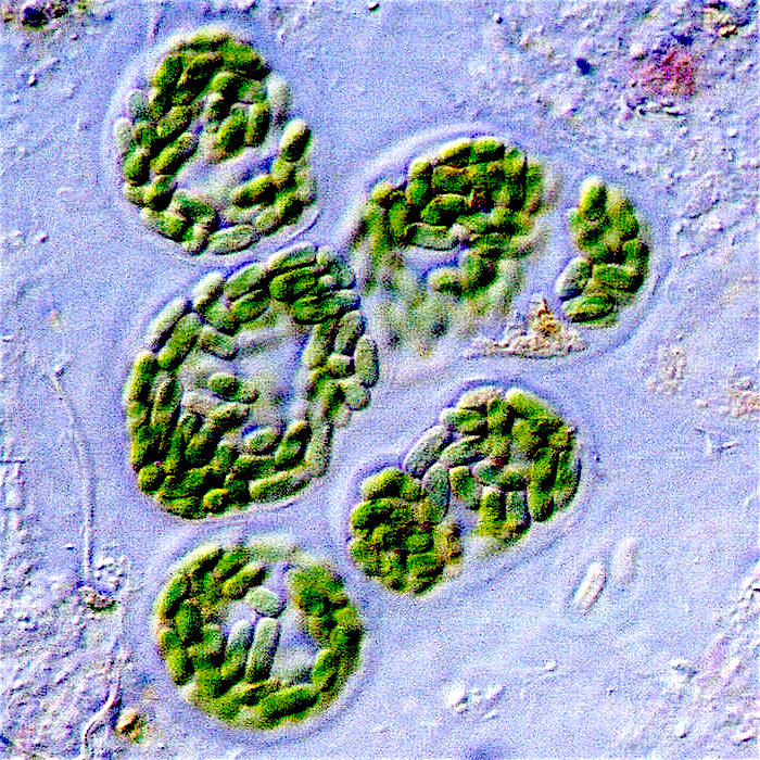 Cyanobacteria_guerrero_negro